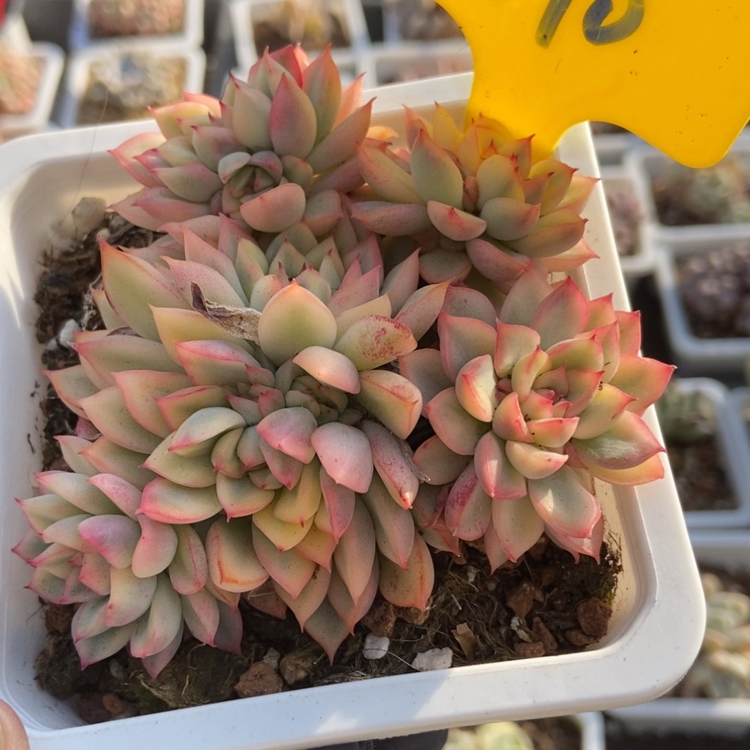 870女褚锦多肉植物保护