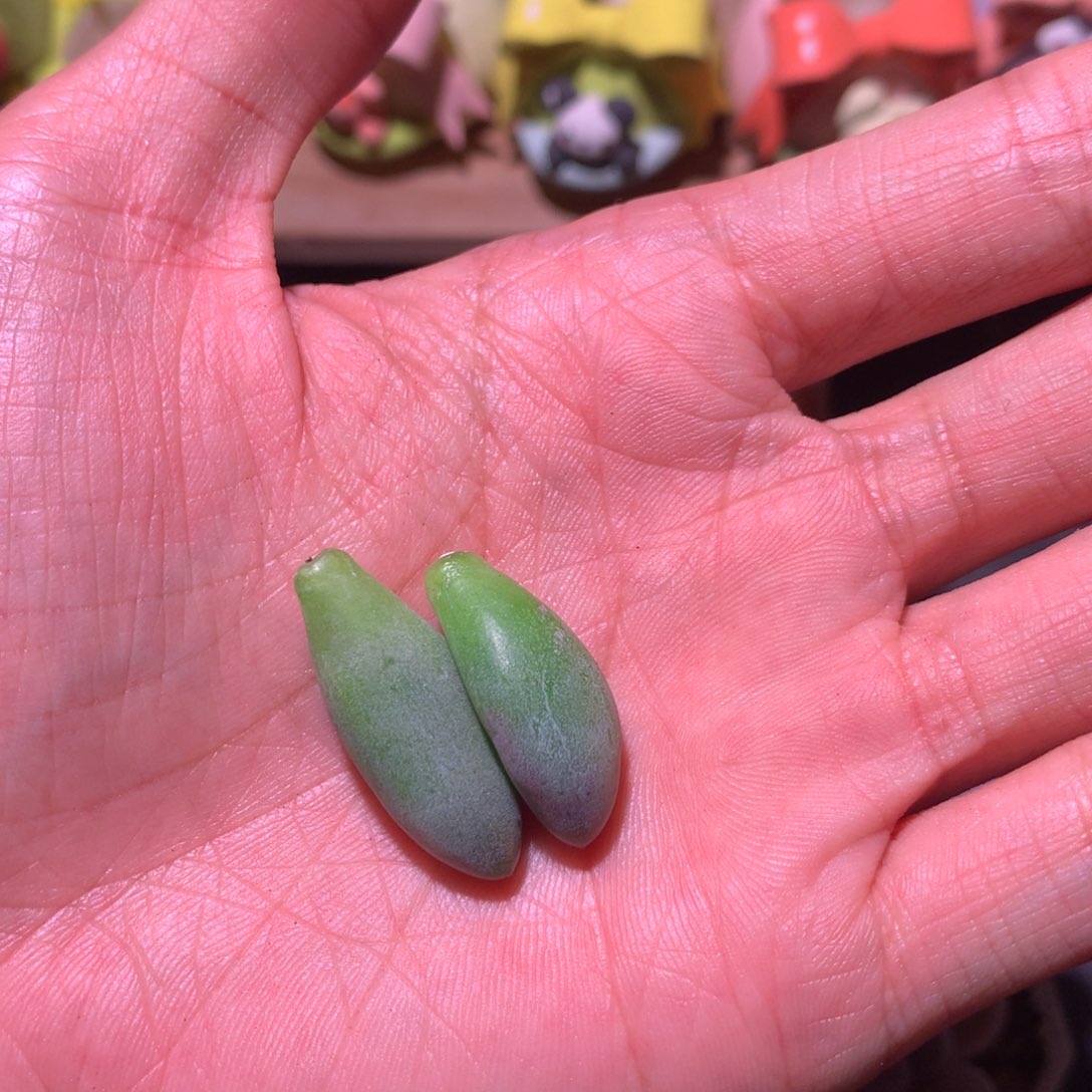 噜***啦两个叶子哈哈哈哈哈哈