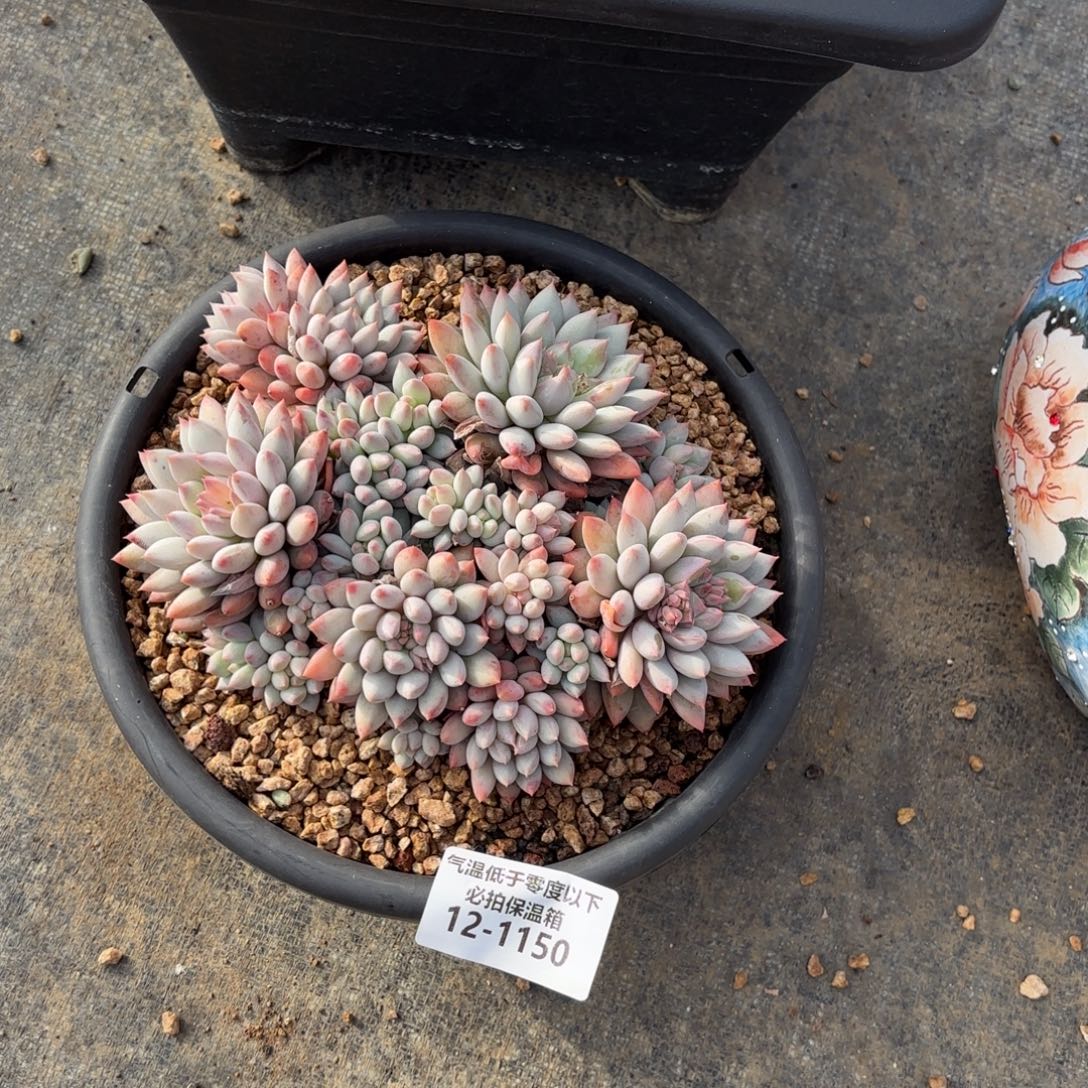 明珠美人多肉植物