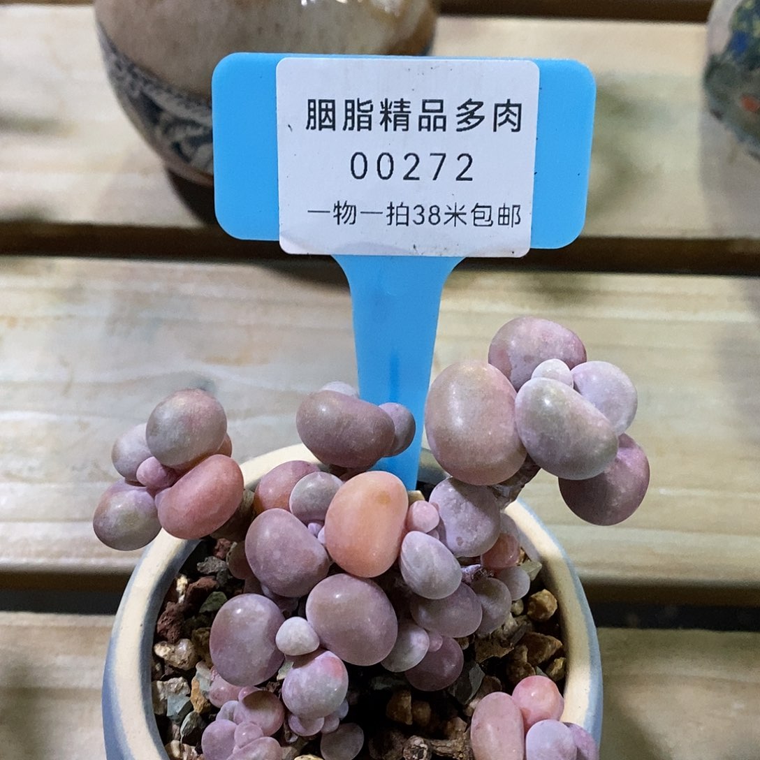 00272，咯图哦哦哦哦咯图路