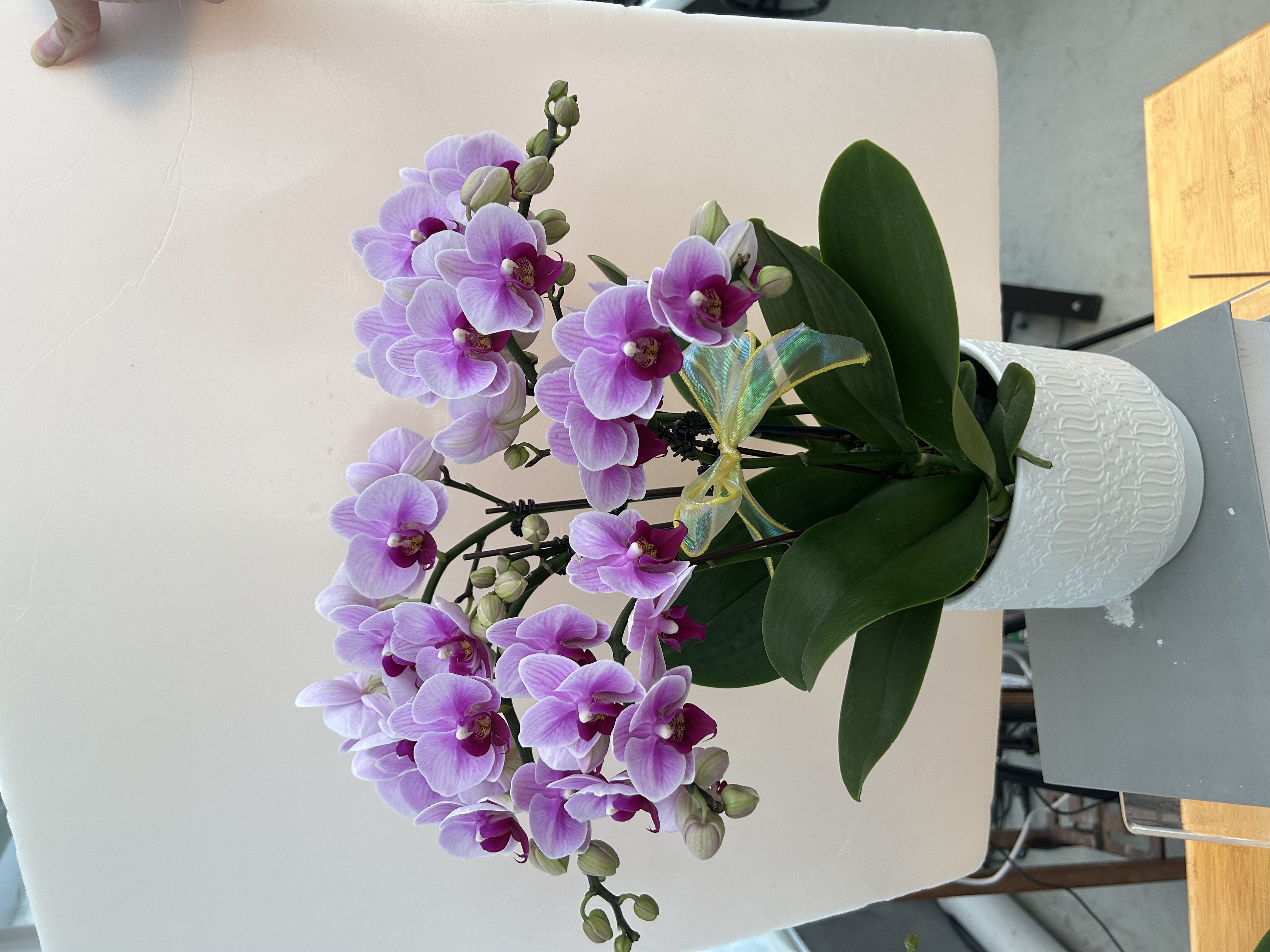 蝴蝶兰 宝贝三苗三花剑 粉色系爆款  好养耐养赠陶瓷盆