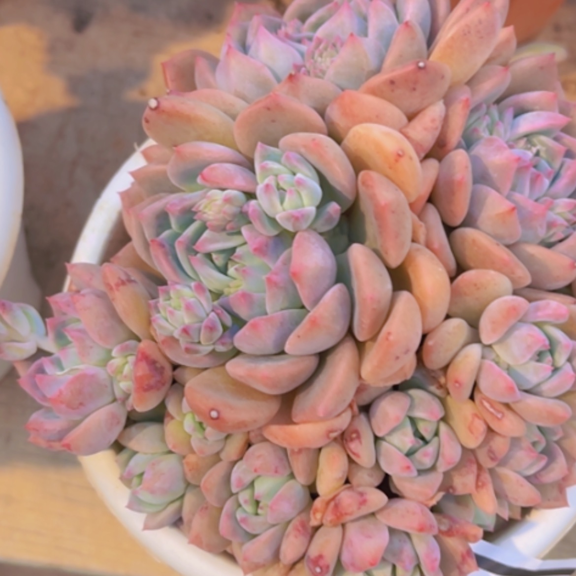 【闪购商品】霜花03307