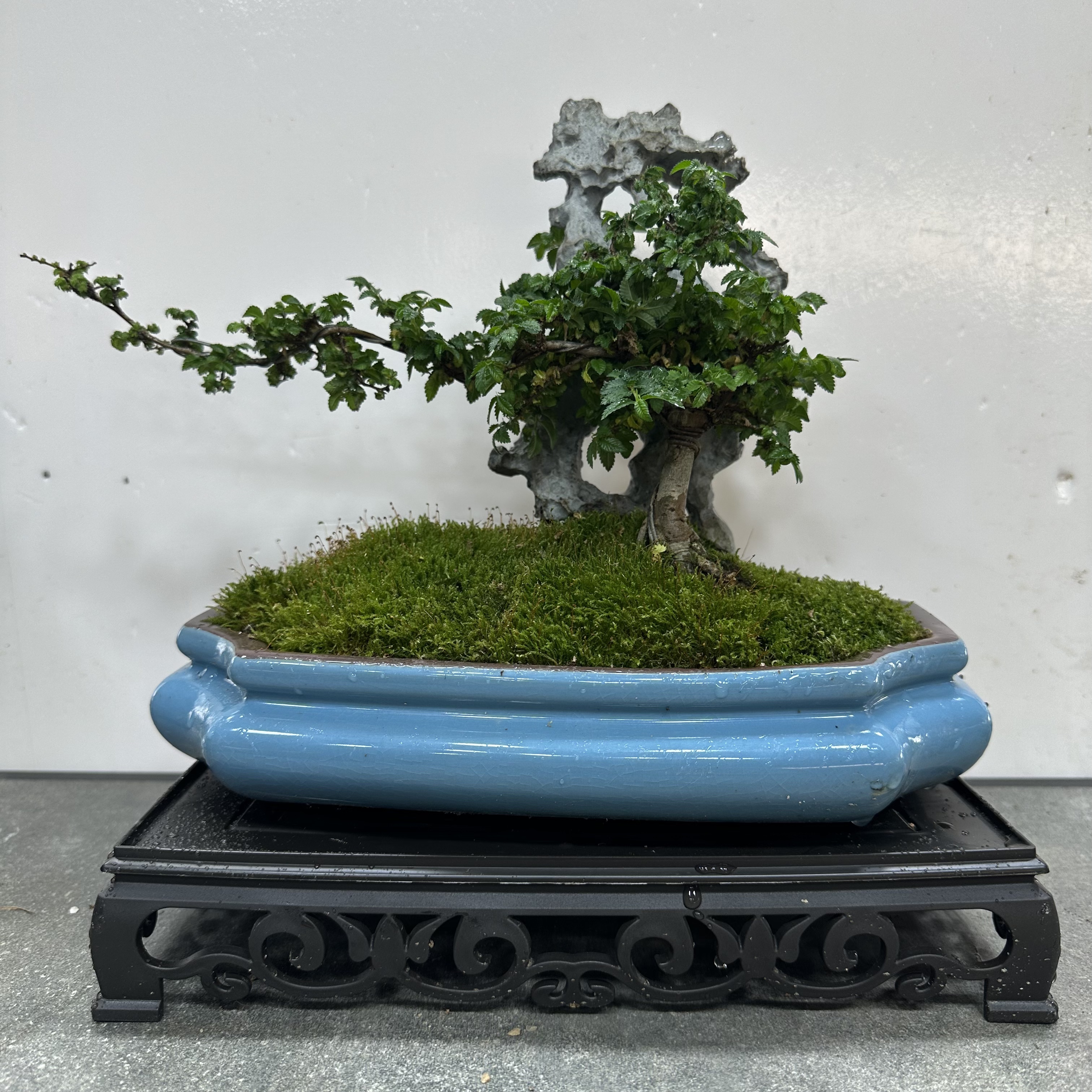 山有品262#BL26#附石飘枝榆树盆景