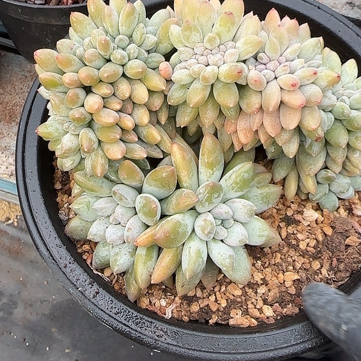 钱***了青蛙王子儿童牙膏11