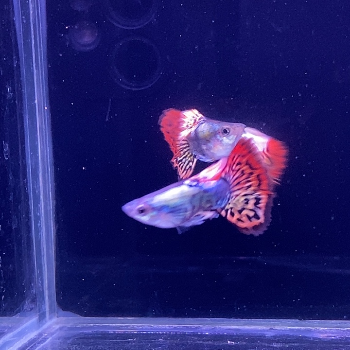 孔雀鱼龙球3对包邮