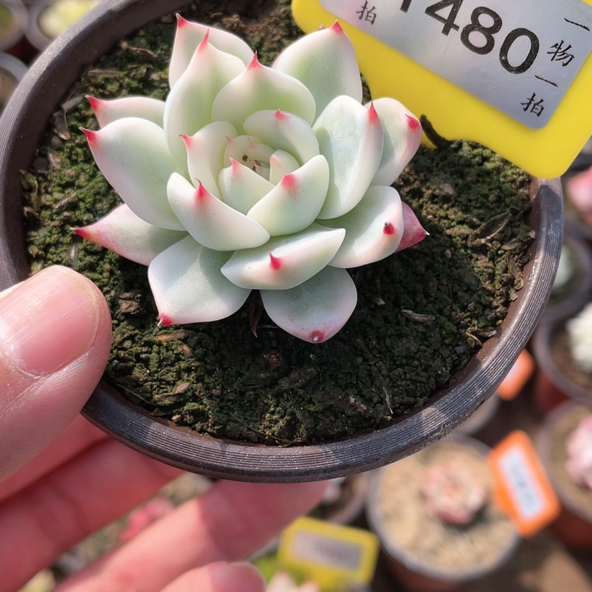【闪购商品】1480号