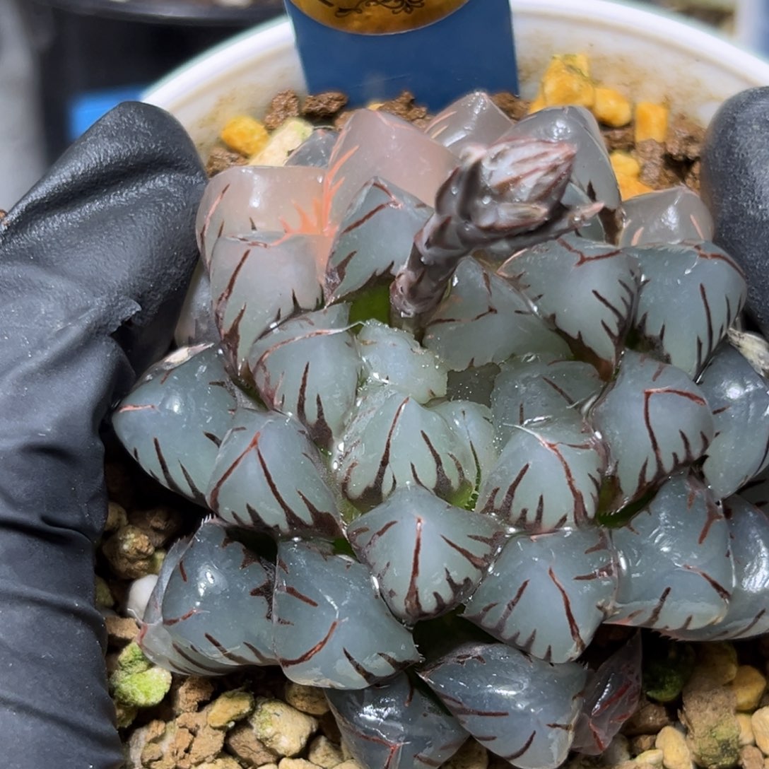 恭喜发财大吉大利847