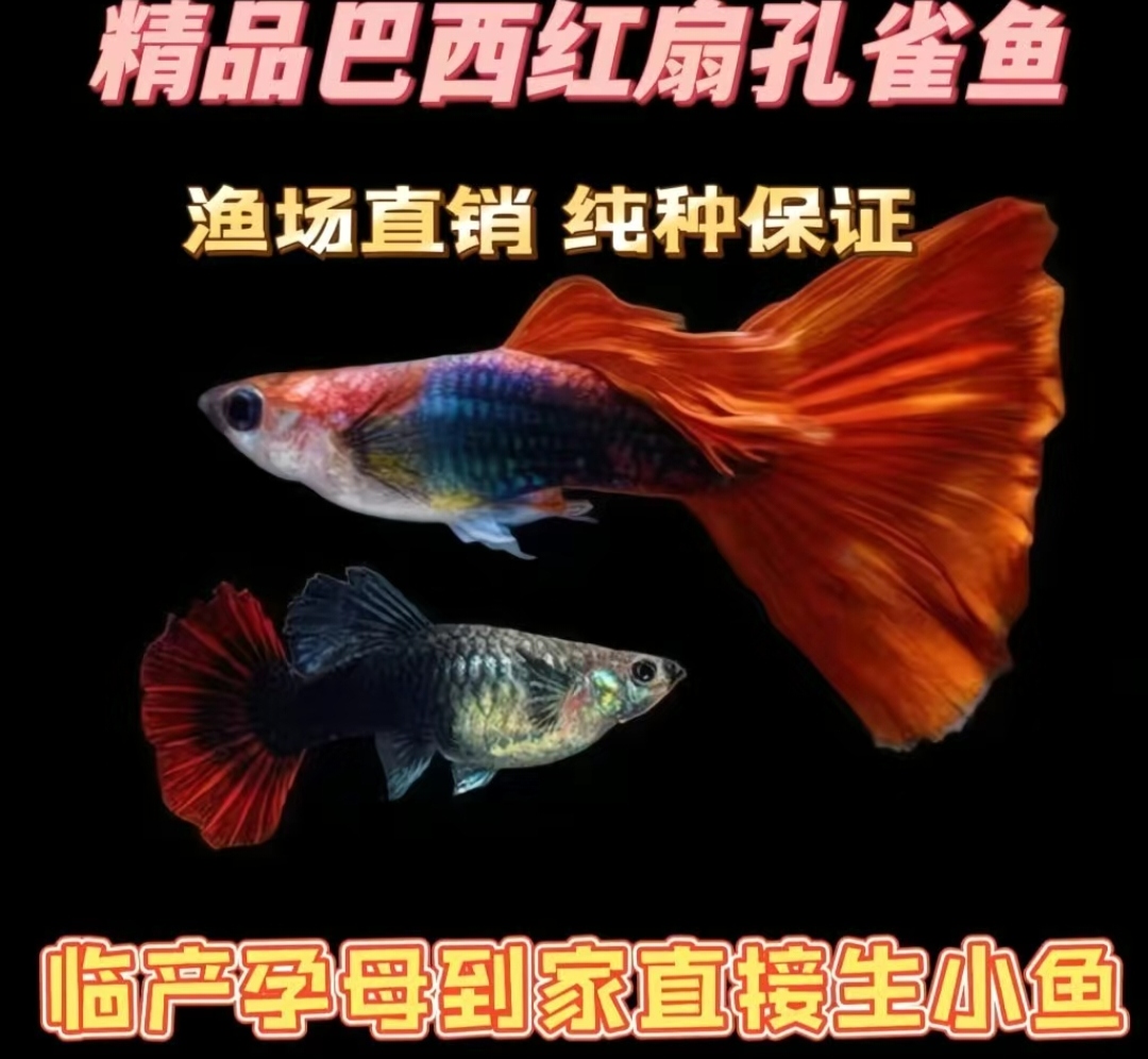 红扇孔雀鱼热带淡水观赏鱼好养耐活小型新手可繁殖胎生凤尾鱼