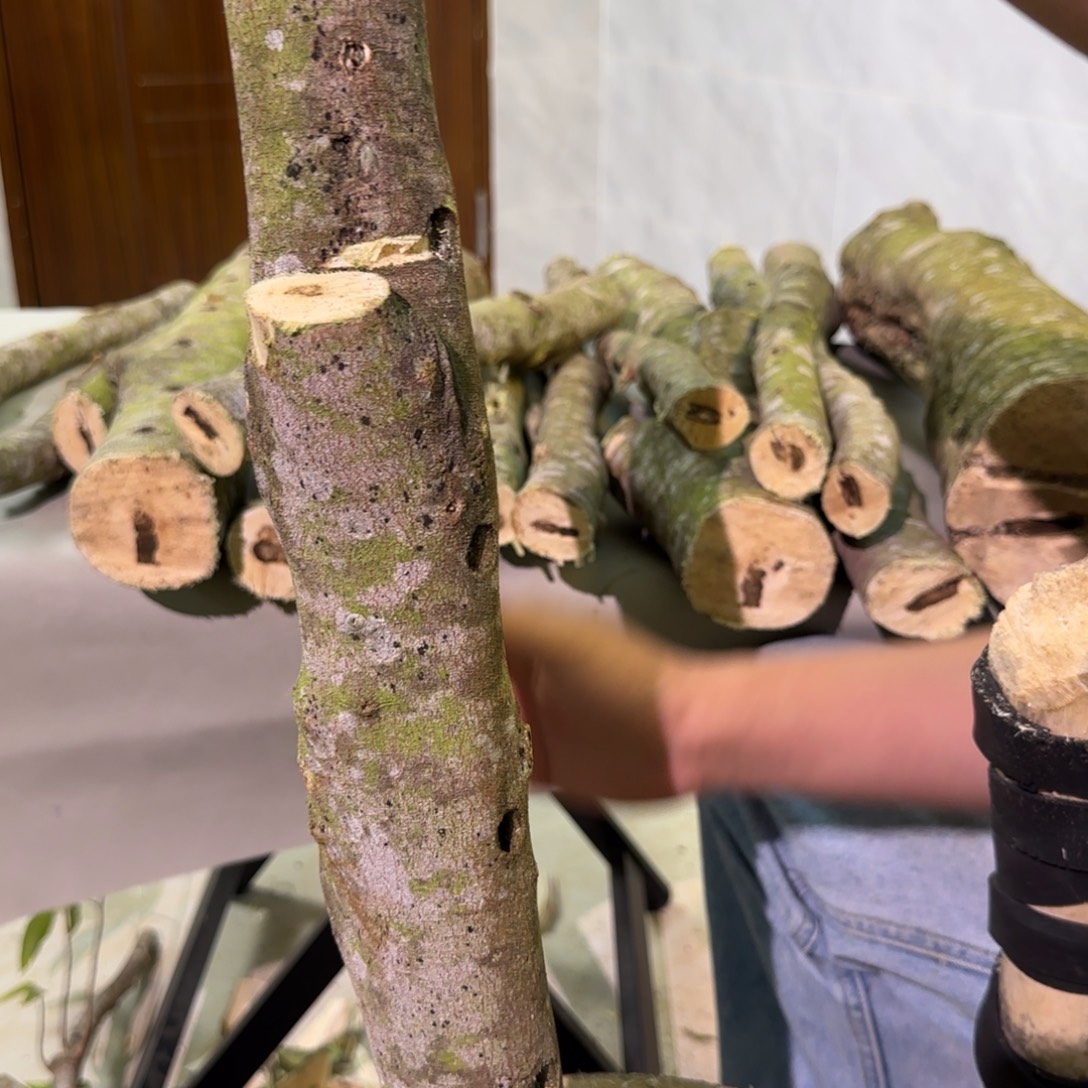 沉香碎屑沉香沉香木原材料