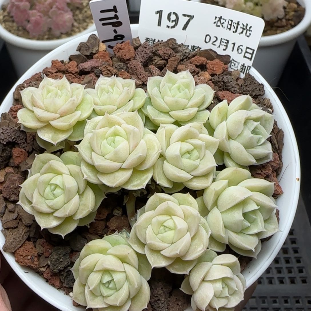 0216-197（TTP-93）