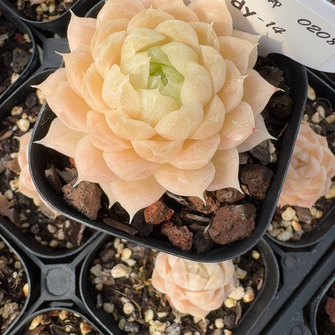 红陶0208-14-雪莲麦秆