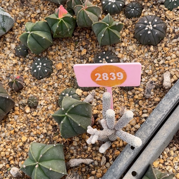 陈***胤实生穆师283900000000