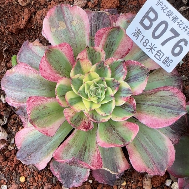 多肉法师伯爵朵朵