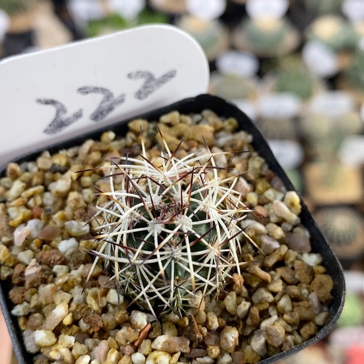 仙人球块根一物一拍 222号实生达氏青花虾2.5cm