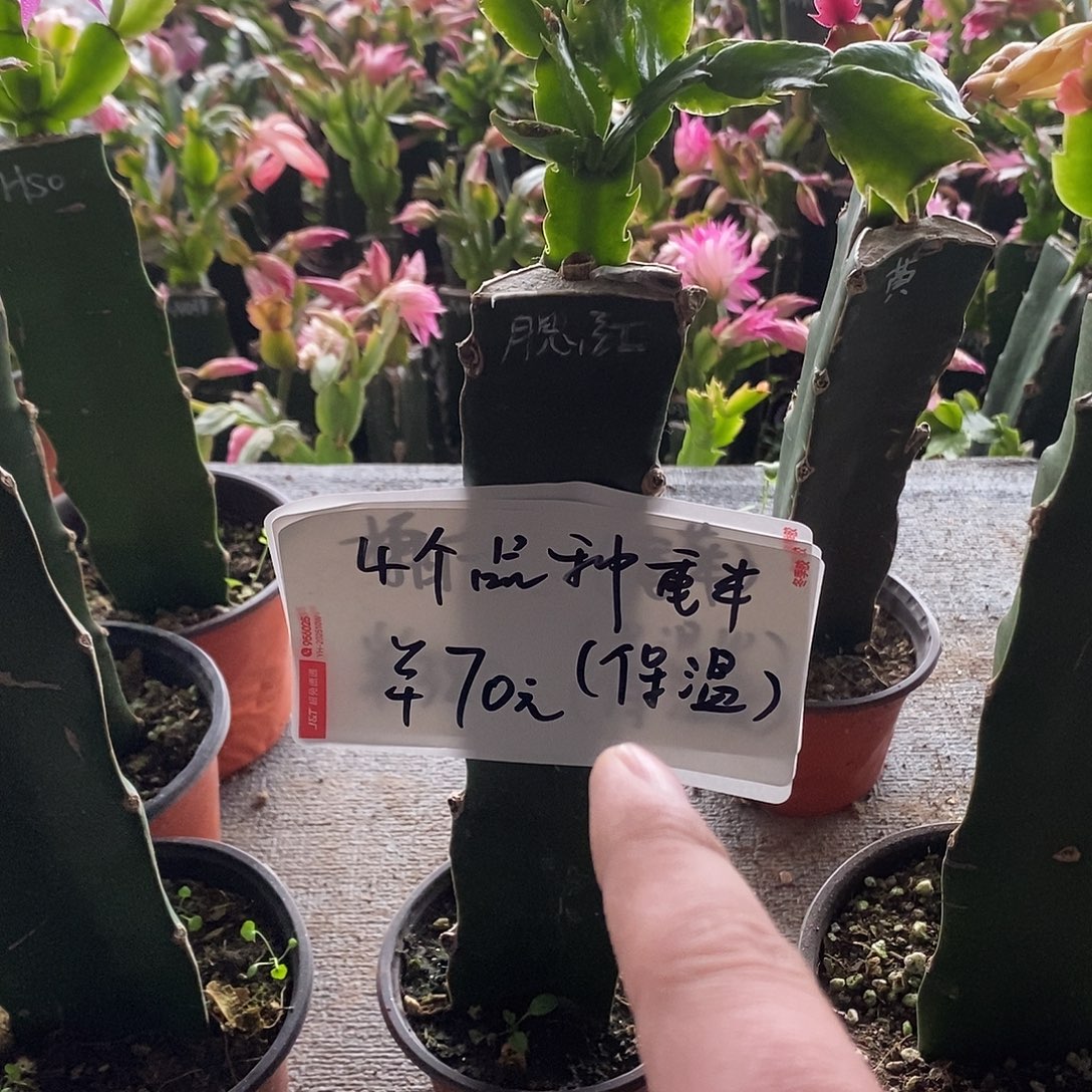 全部花朵4个花色重半福利