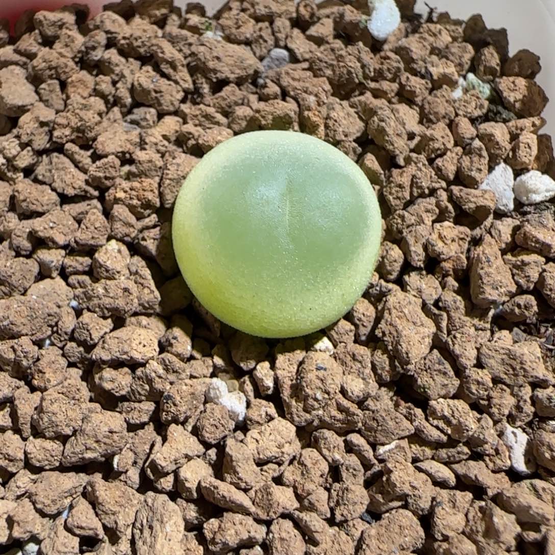 肉锥多肉植物组合-日式拉登428