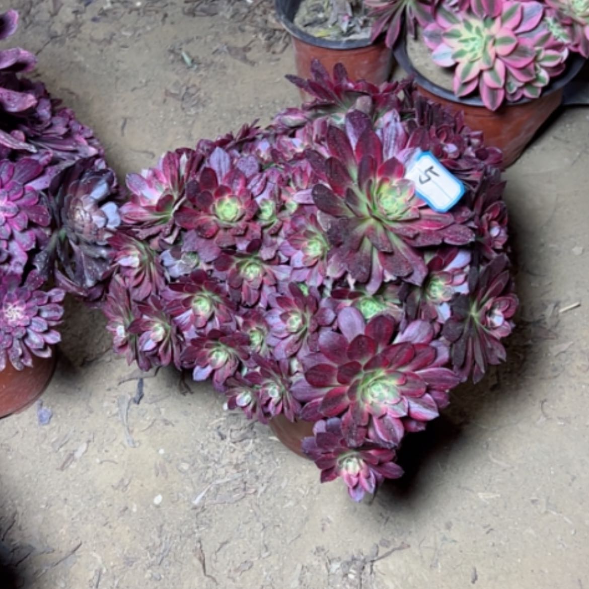 【闪购商品】多肉植物安娜5