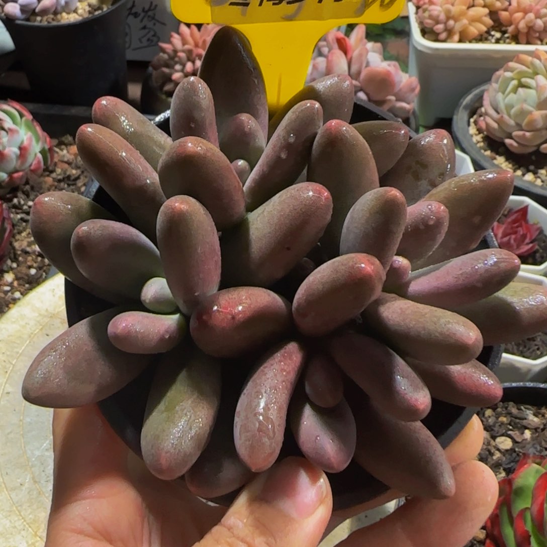 云南精品多肉1021