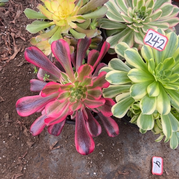 多肉植物242不售后