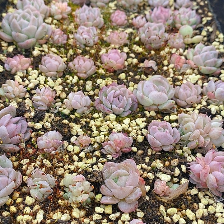 15 多肉植物盆栽花卉植物