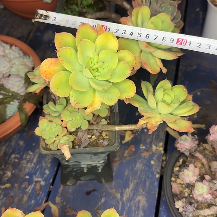 多肉植物一物一拍红粉胭脂830