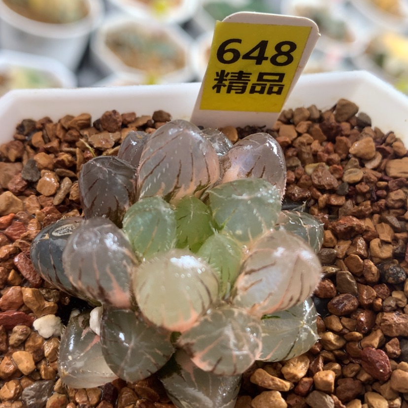 【闪购商品】648赤线