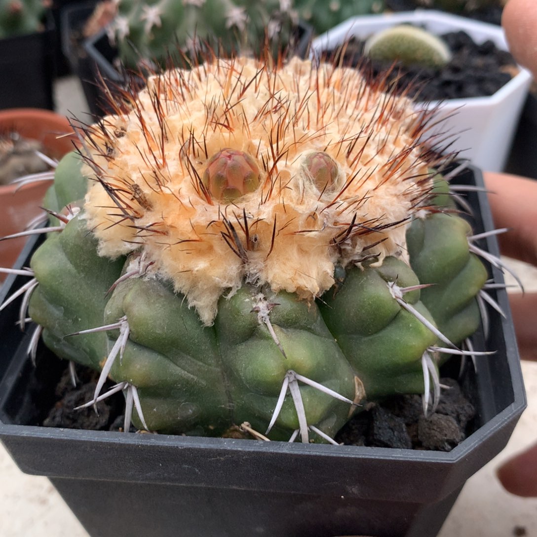 开播福利实生仙人球