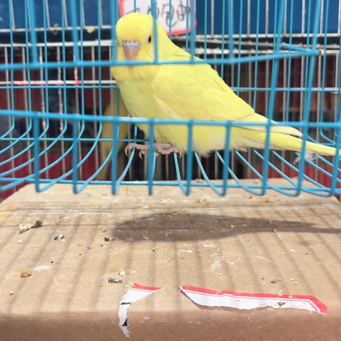 虎皮鹦鹉我的小姐姐们