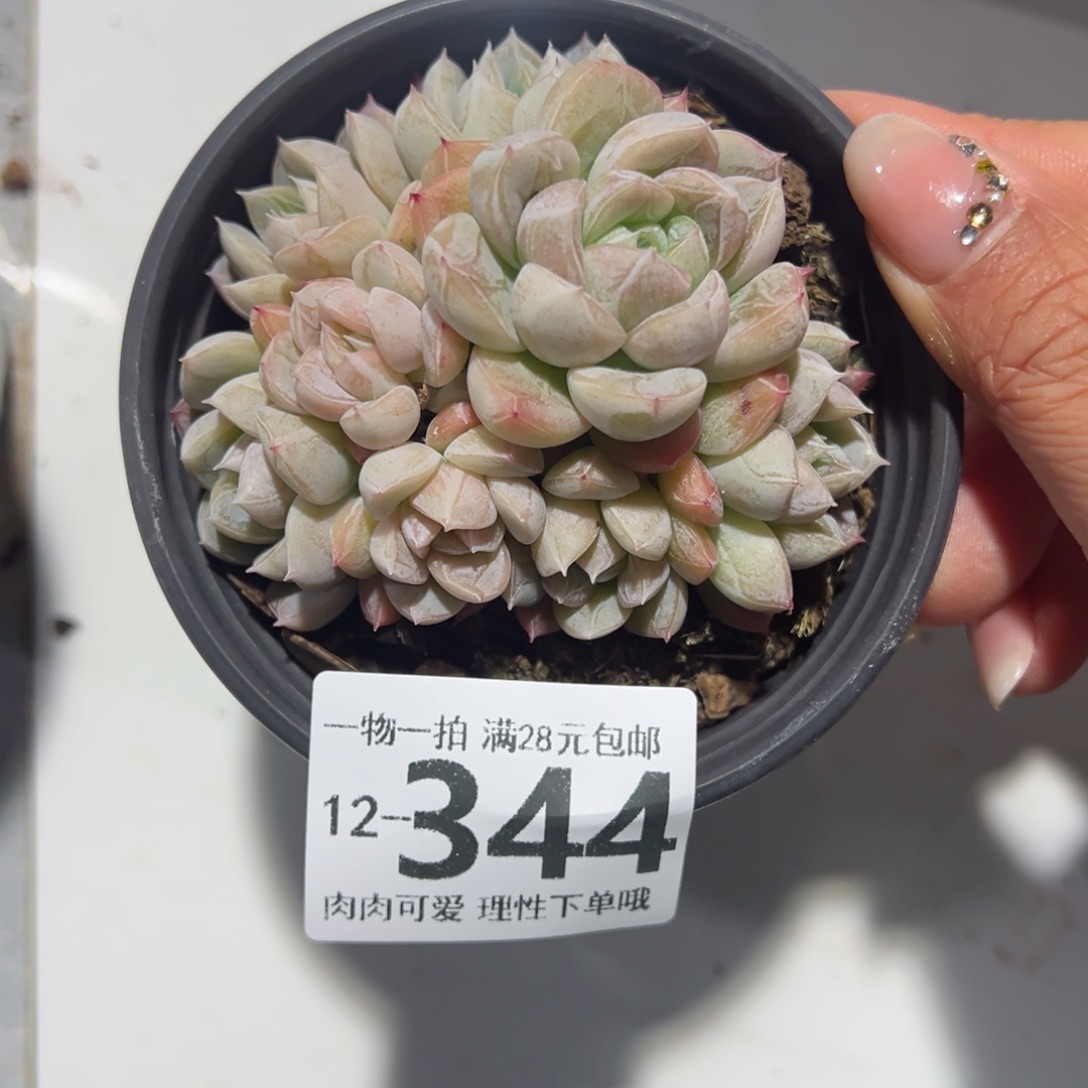 艾莎多肉多肉多肉多