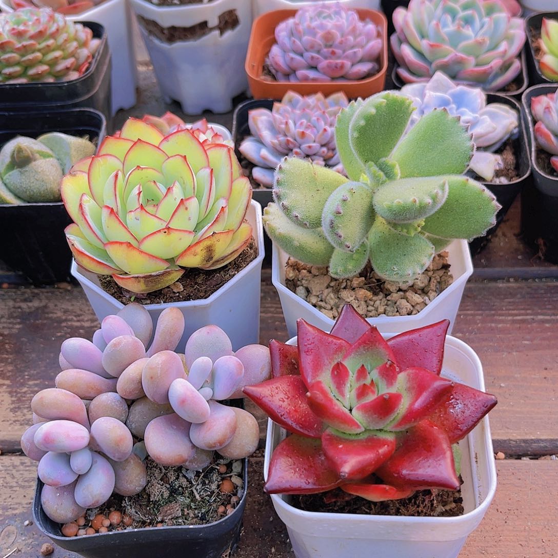 牡丹亭➕熊童子➕桃蛋➕罗卡