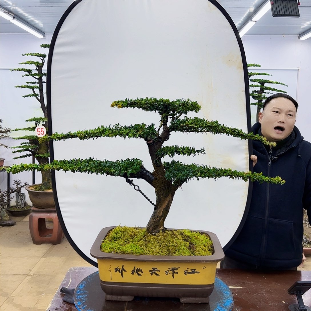 盆景欢迎大家一起来捡漏