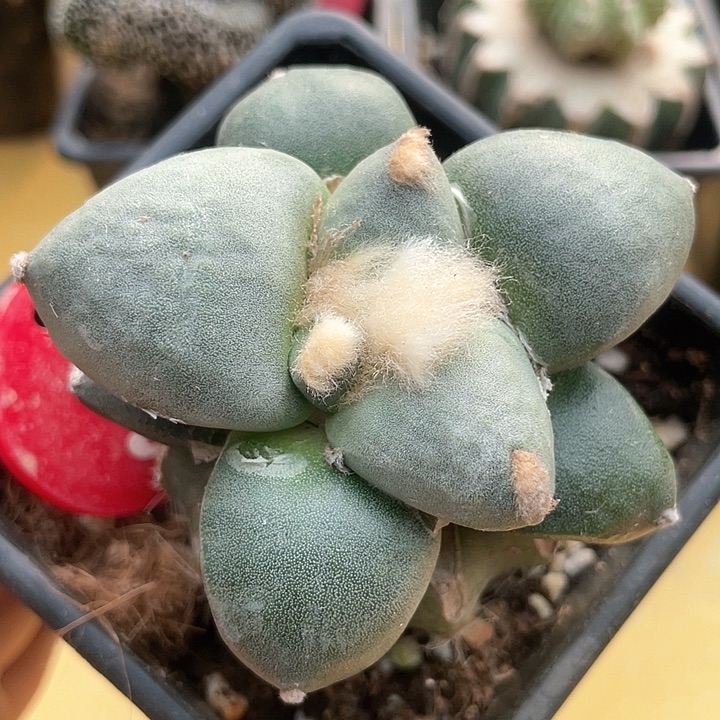 仙人球苗接青瓷7公分3