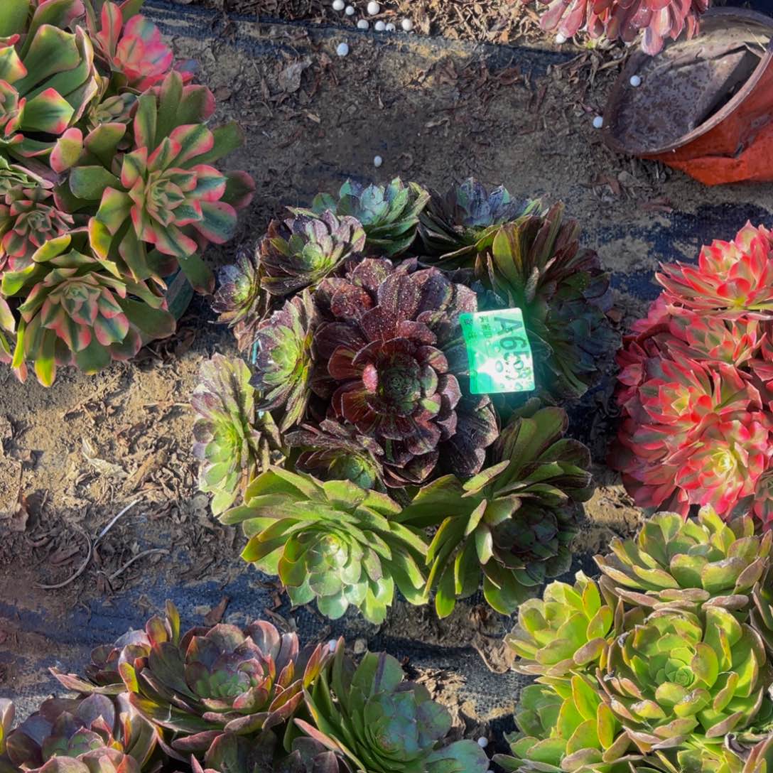 墨染法师朵朵1-33