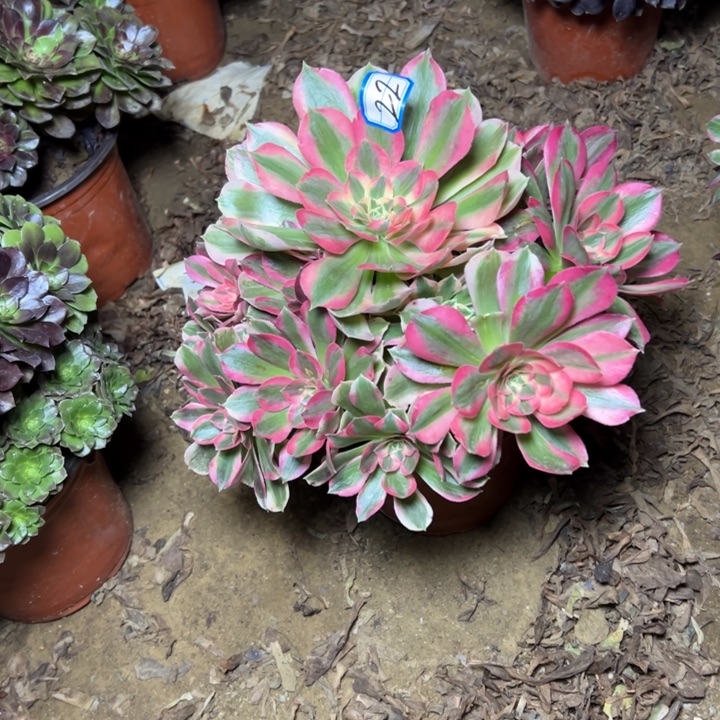 多肉植物粉女郎22