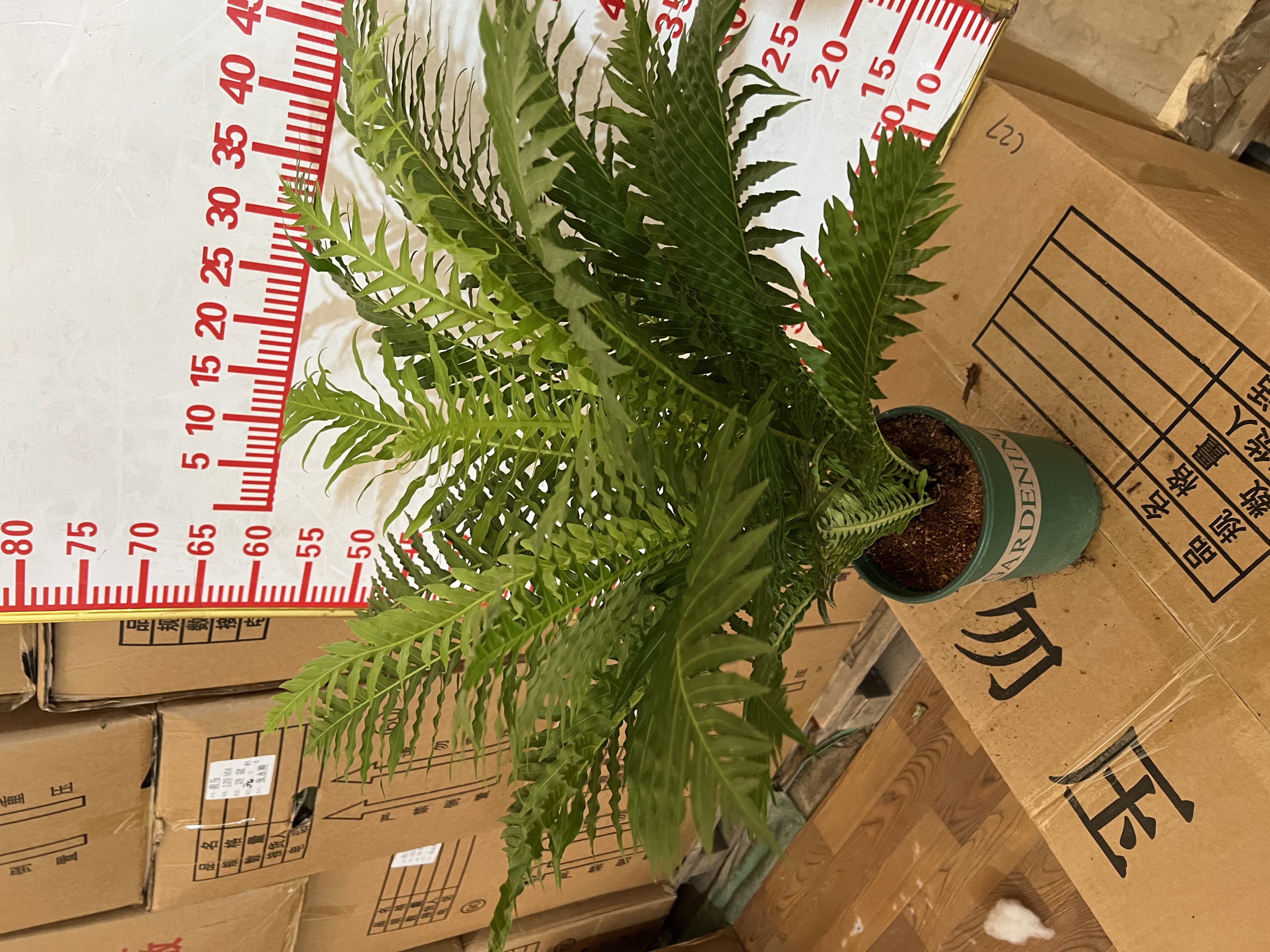 吉姆蕨室内好养四季常青净化空气植物