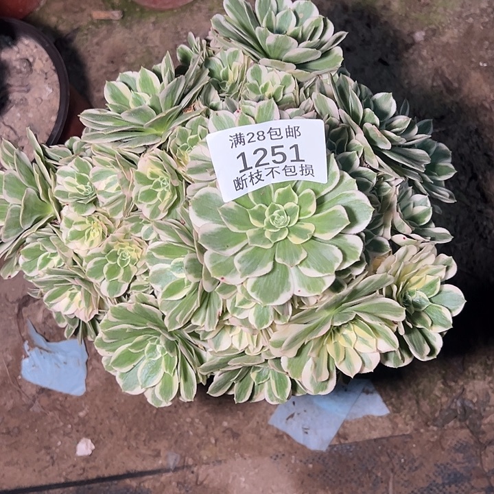 1251迈巴赫多肉植物