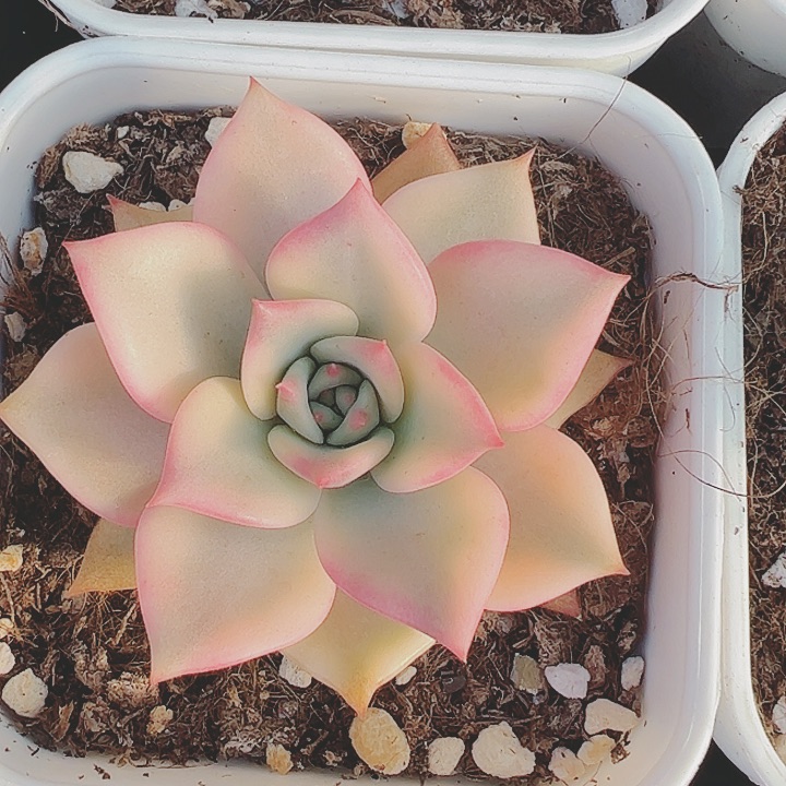 卡梅拉多肉植物锦