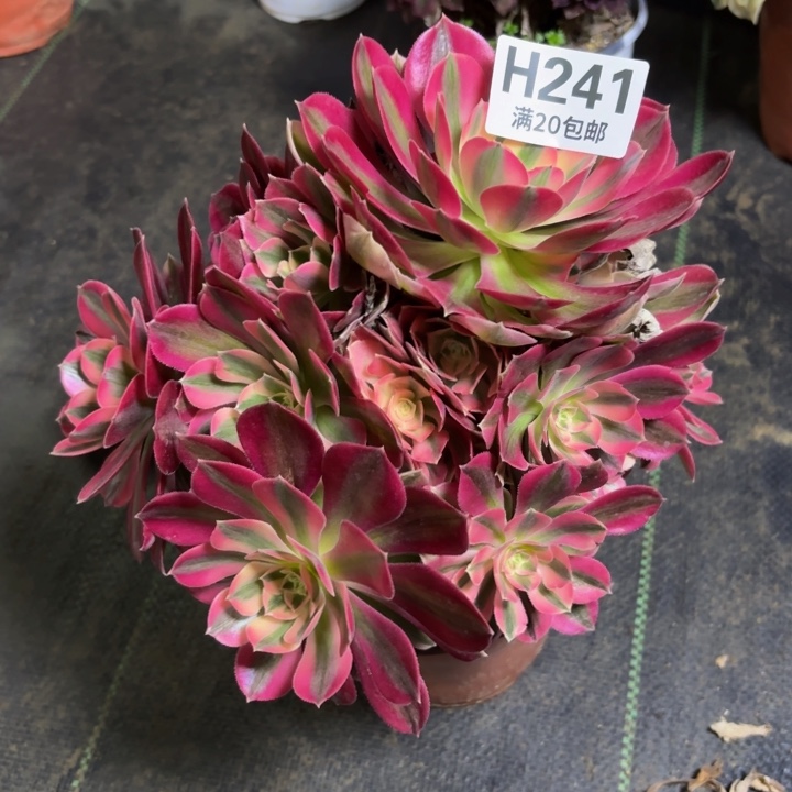 瑞妈多肉植物241