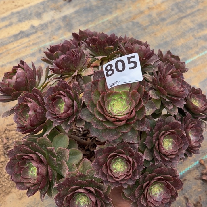 万圣节多肉植物805