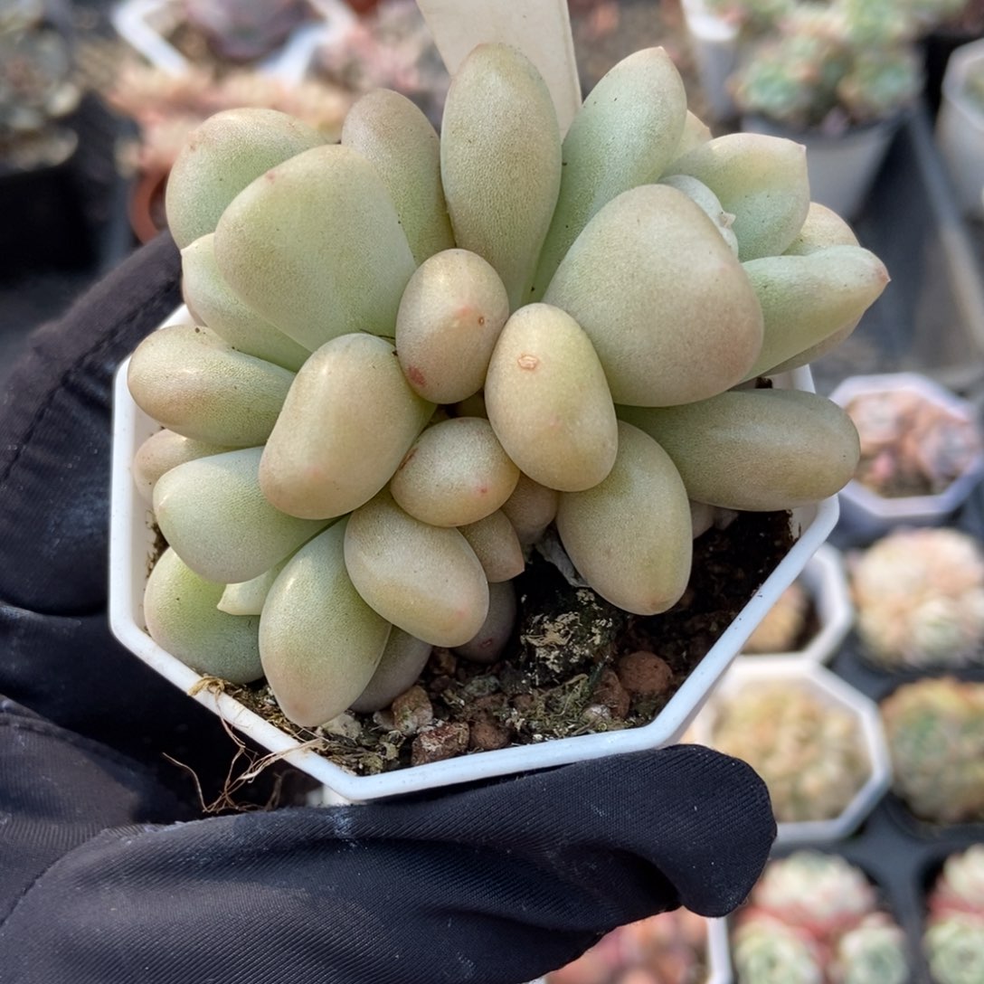 894比尔盖茨多肉植物保护