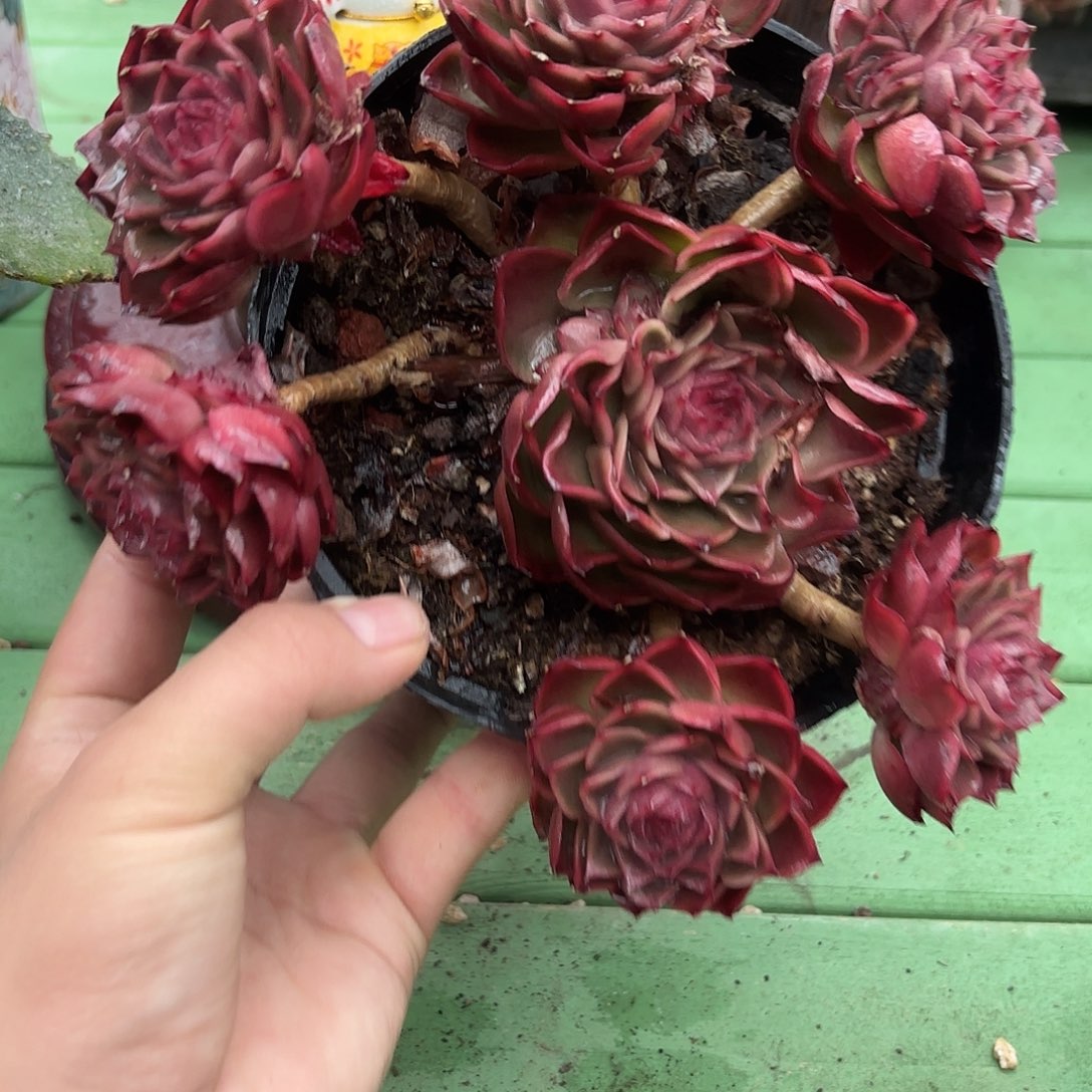 多肉植物啦啦啦啦