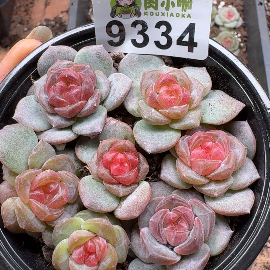 多肉植物多肉植物