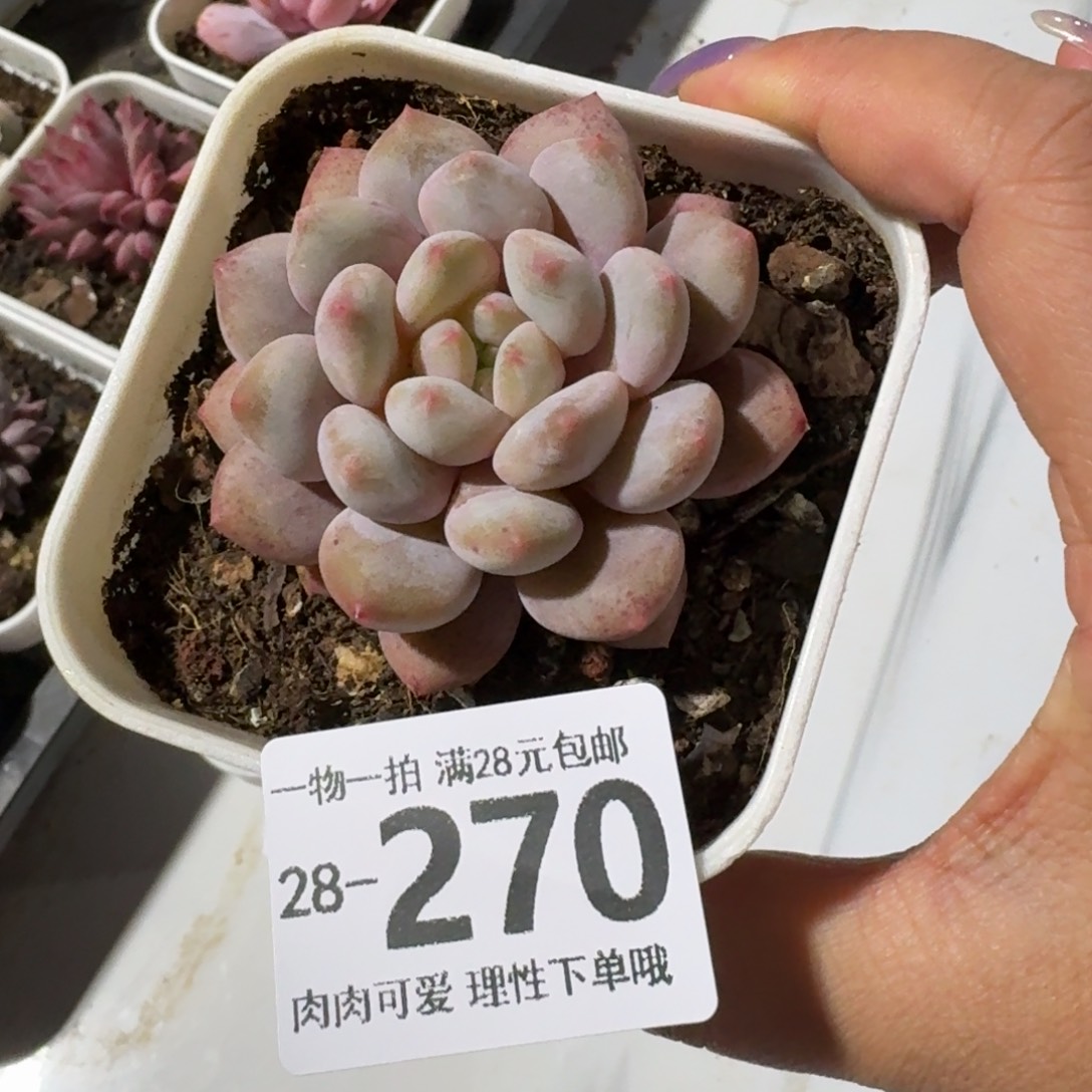 半夏无盆土发货无