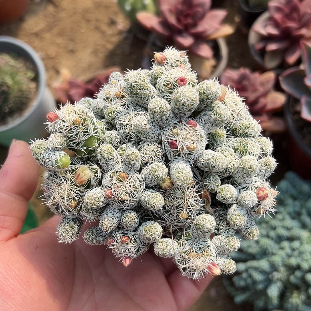 多肉植物多肉植物