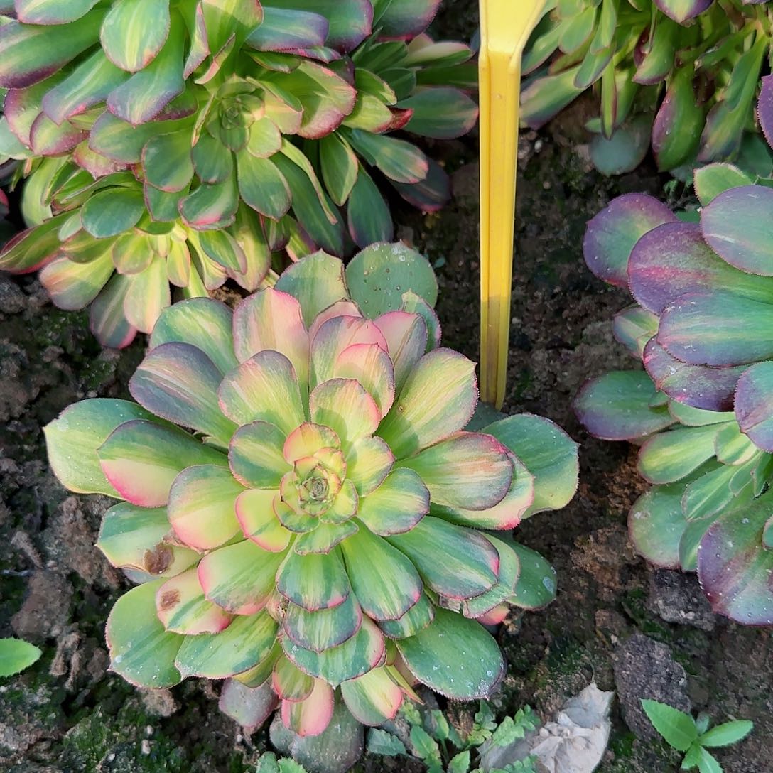 风****?5-35---多头多肉植物