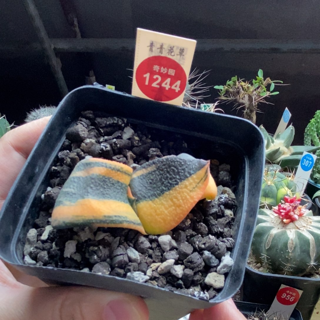 军佩卧牛锦一颗仙人球