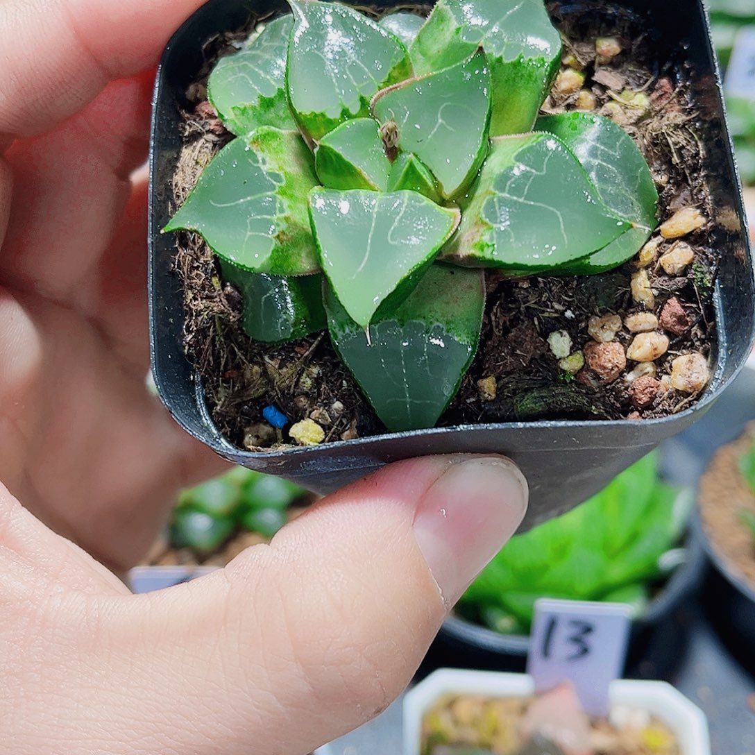 龙喜寿精品十二卷