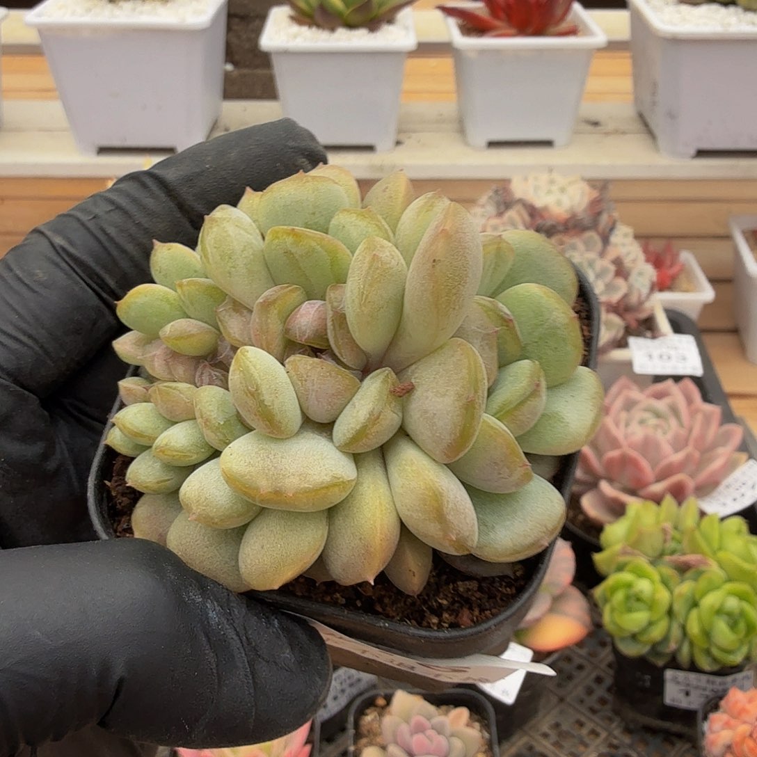 1109-115红色恋人缀