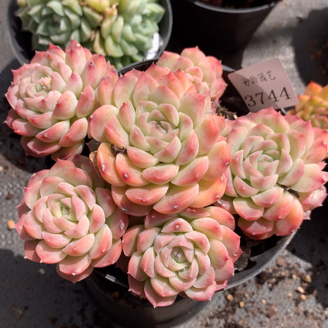 3744杂交精品基地13厘米