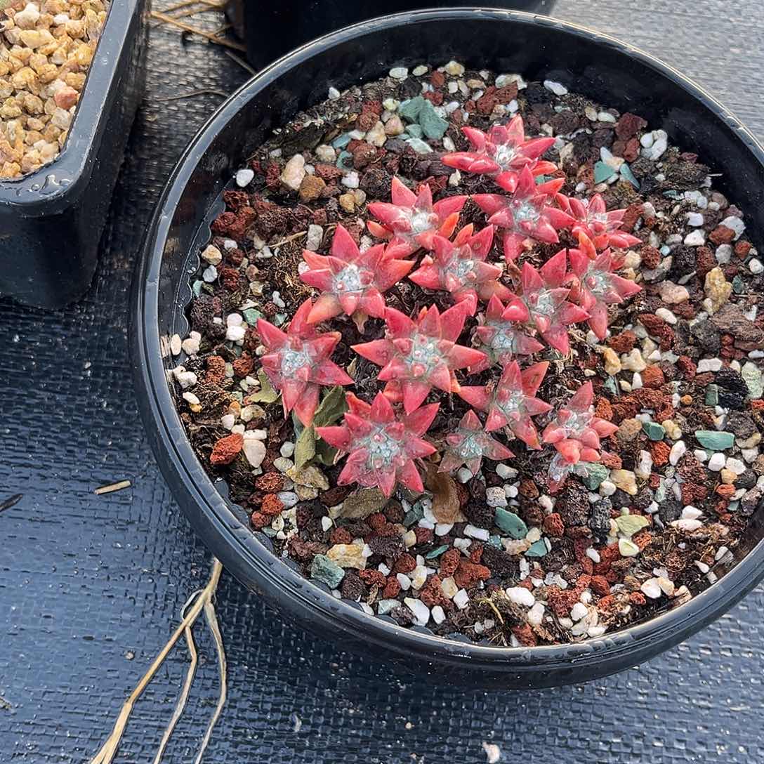 小鹿多肉一物一拍